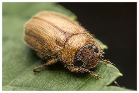 歐亞銅星花金龜|金龜子科 Scarabaeidae 